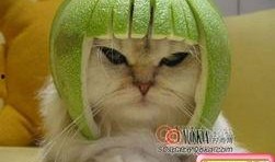 柚子猫小僵尸爆料视频下载,揭秘神秘事件背后的真相