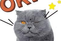 猫之城最新up爆料,揭秘神秘猫界秘境