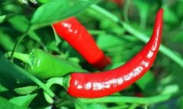 小辣椒爆料燕窝原视频,燕窝原视频曝光，真相大白！