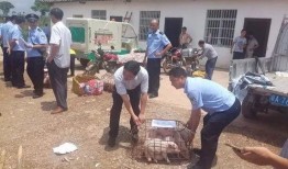 广西陆川县爆料事件最新,揭开背后真相，探寻事件真相与影响