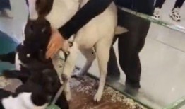 小羊男友爆料视频下载,揭秘背后惊人真相