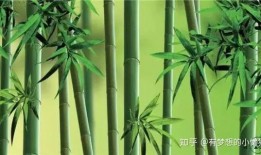 绿竹皮肤爆料视频下载,全新视觉盛宴，揭秘神秘角色造型