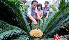 重庆铁树开花爆料视频播放,罕见视频引发网友热议