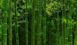 绿竹皮肤爆料视频下载,全新视觉盛宴，揭秘神秘角色造型