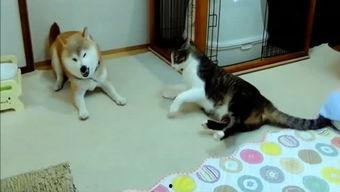 娱乐吃瓜酱妈妈的宠物,揭秘宠物界的明星生活